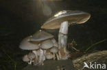 Porcelain fungus (Oudemansiella mucida)