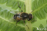 Puntbijvlieg (Eristalis nemorum)