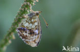 Lesser Marbled Fritillary (Brenthis ino)