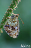 Lesser Marbled Fritillary (Brenthis ino)