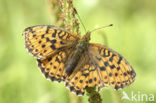 Lesser Marbled Fritillary (Brenthis ino)