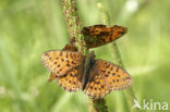 Lesser Marbled Fritillary (Brenthis ino)