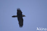 Raaf (Corvus corax) 