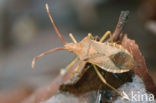 Box Bug (Gonocerus acuteangulatus)
