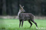 Roe Deer (Capreolus capreolus)