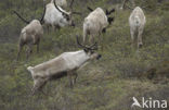 Reindeer