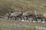 Reindeer