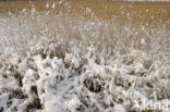 Common Reed (Phragmites australis)