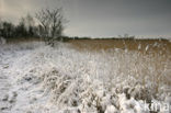 Common Reed (Phragmites australis)