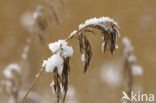 Riet (Phragmites australis)