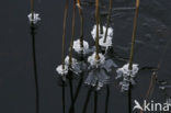 Common Reed (Phragmites australis)