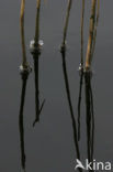 Common Reed (Phragmites australis)