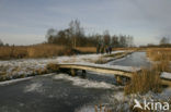 Common Reed (Phragmites australis)