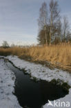 Common Reed (Phragmites australis)