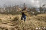 Riet (Phragmites australis)