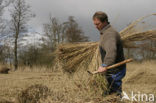 Riet (Phragmites australis)