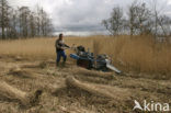 Riet (Phragmites australis)