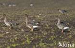 Taiga Bean Goose (Anser fabalis fabalis)