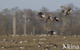 Taiga Bean Goose (Anser fabalis fabalis)