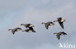 Taiga Bean Goose (Anser fabalis fabalis)