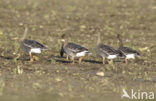 Taiga Bean Goose (Anser fabalis fabalis)