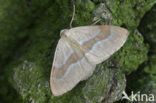 Rode dennenspanner (Hylaea fasciaria)