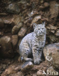 Bobcat (Lynx rufus)