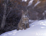 Rode lynx (Lynx rufus)