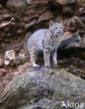 Rode lynx (Lynx rufus)