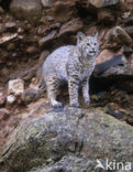 Bobcat (Lynx rufus)