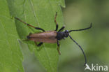 Rode smalbok (Corymbia rubra)