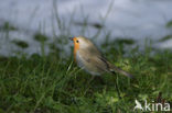 European Robin (Erithacus rubecula)