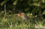 European Robin (Erithacus rubecula)