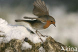 European Robin (Erithacus rubecula)