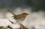 European Robin (Erithacus rubecula)