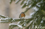 European Robin (Erithacus rubecula)