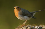 European Robin (Erithacus rubecula)