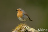 European Robin (Erithacus rubecula)