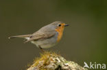 European Robin (Erithacus rubecula)