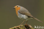 European Robin (Erithacus rubecula)