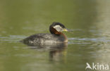 Roodhalsfuut (Podiceps grisegena) 