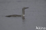 Red-throated Loon