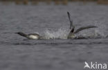 Red-throated Loon