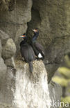 Roodmaskeraalscholver (Phalacrocorax urile)