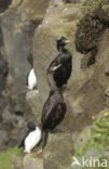 Roodmaskeraalscholver (Phalacrocorax urile)