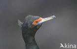 Roodmaskeraalscholver (Phalacrocorax urile)