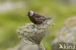 Roodmus (Carpodacus spec.)