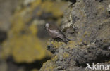 Rosefinch (Carpodacus spec.)