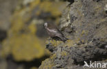 Roodmus (Carpodacus spec.)