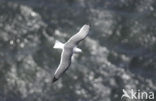 Red-legged Kittiwake (Rissa brevirostris) 